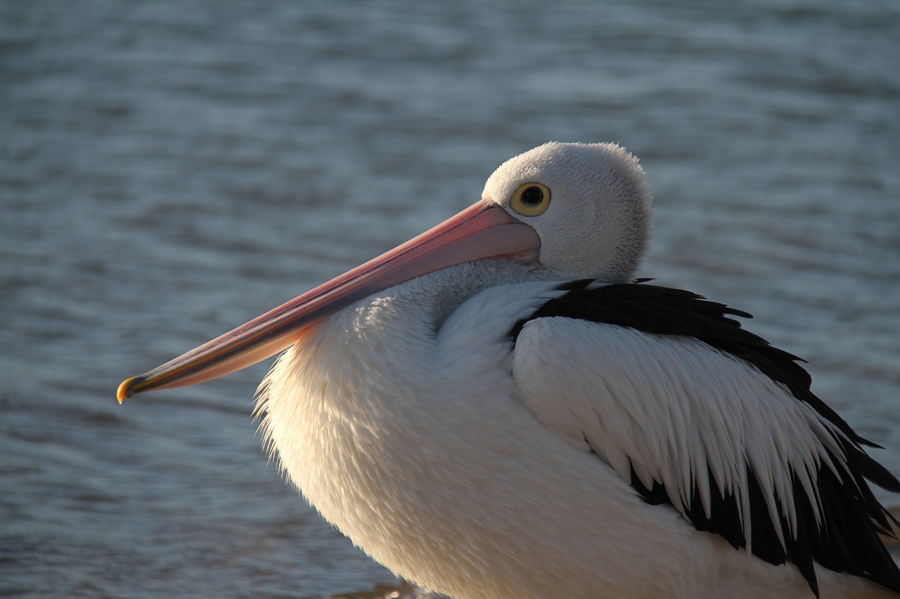 Pelican, Plunksna, Paukštis, Snapas, Gamta, Laukiniai, Vanduo, Vandenynas, Vandens Paukštis, Nemokamos Nuotraukos