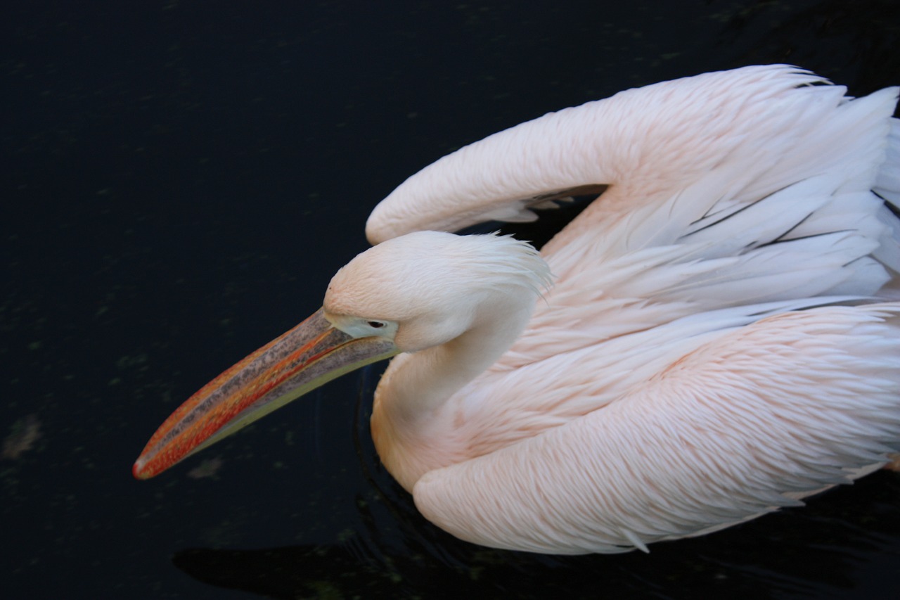 Pelican, Paukštis, Rožė, Nemokamos Nuotraukos,  Nemokama Licenzija