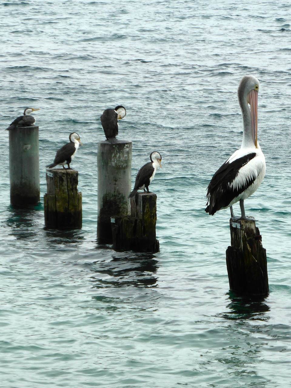 Pelican, Jūros Paukščiai, Sėdi, Laukinė Gamta, Preening, Vandenynas, Stovintis, Nemokamos Nuotraukos,  Nemokama Licenzija
