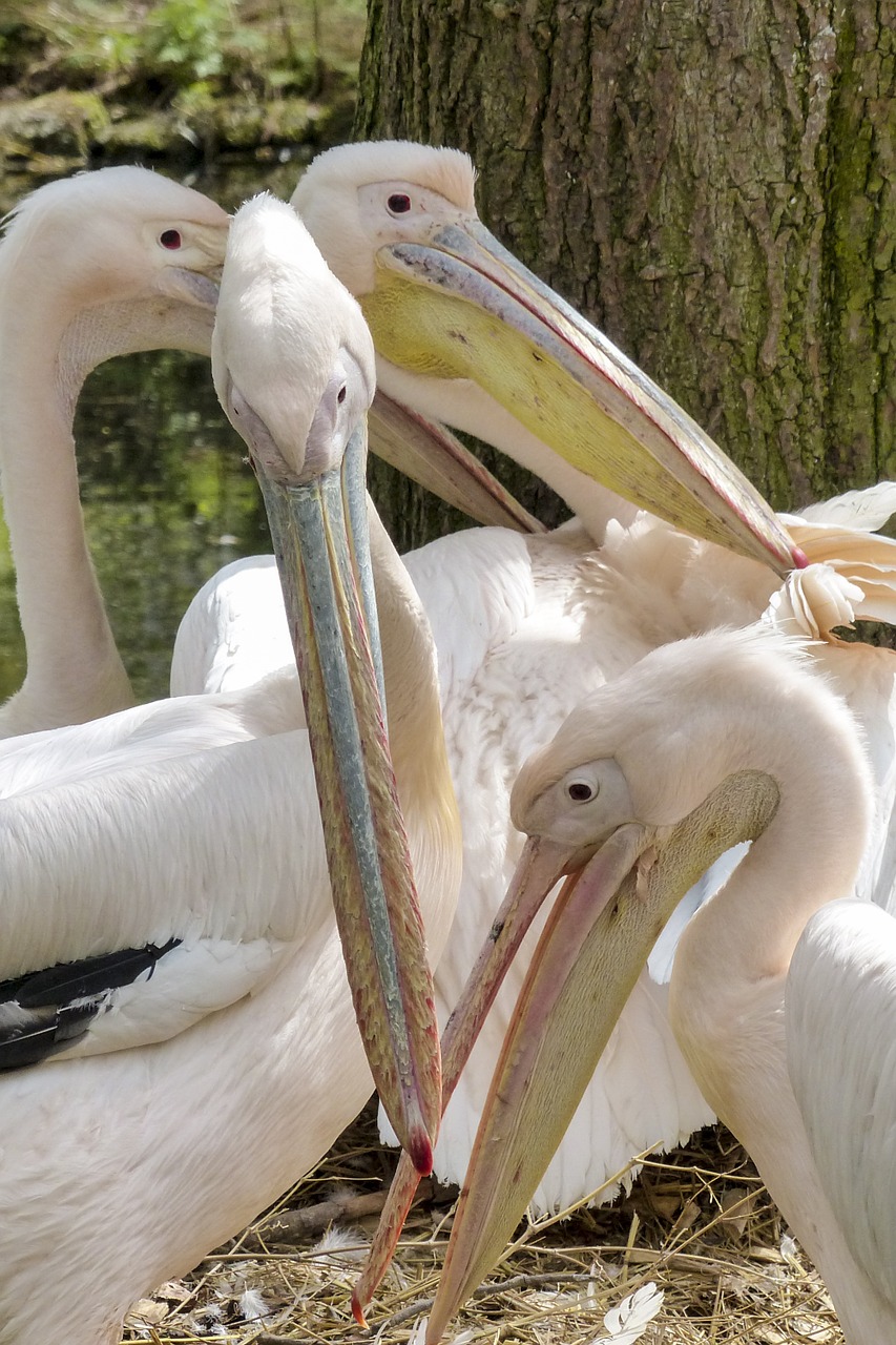 Pelican, Rožinis, Vandens Paukštis, Gyvūnas, Gamta, Pelecanus Onocrotalus, Laukinis Gyvenimas, Rytinė Balta Pelican, Dykuma, Ornitologija