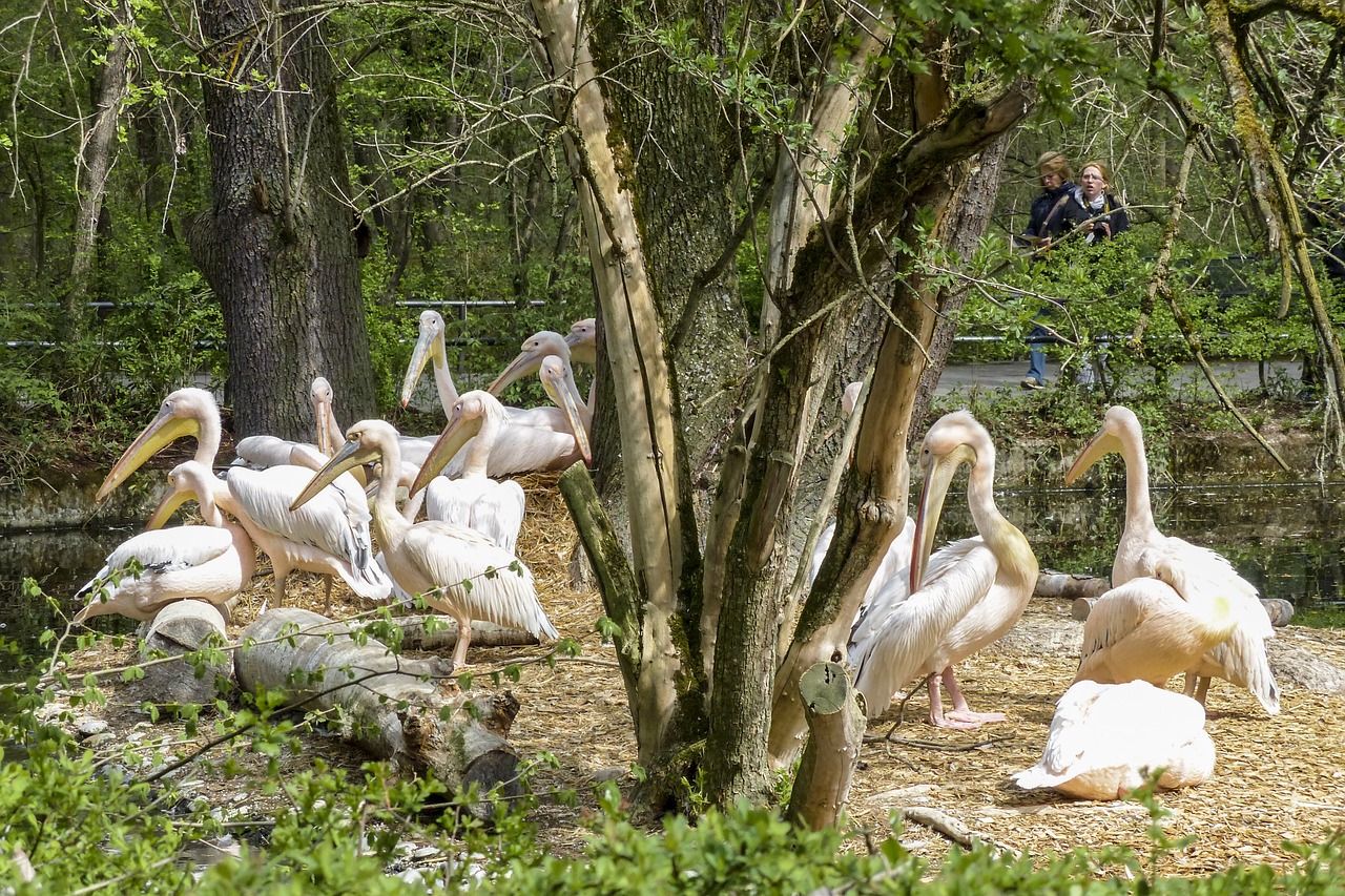 Pelican, Rožinis, Vandens Paukštis, Gyvūnas, Gamta, Pelecanus Onocrotalus, Laukinis Gyvenimas, Rytinė Balta Pelican, Didelis, Dykuma