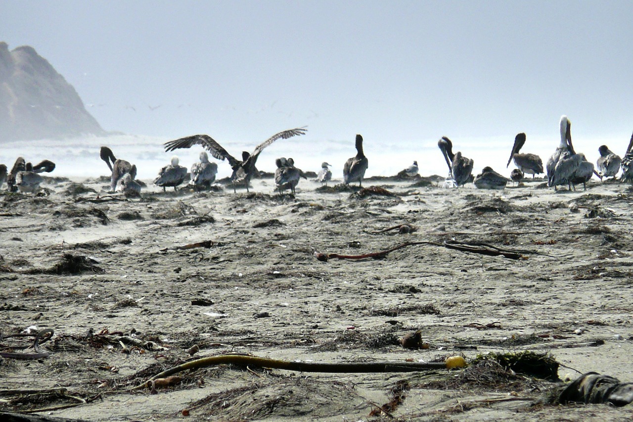 Pelican, Vandens Paukštis, Paukščiai, Kalifornija, Usa, Kranto, Kranto Linija, Papludimys, Rūkas, Nemokamos Nuotraukos