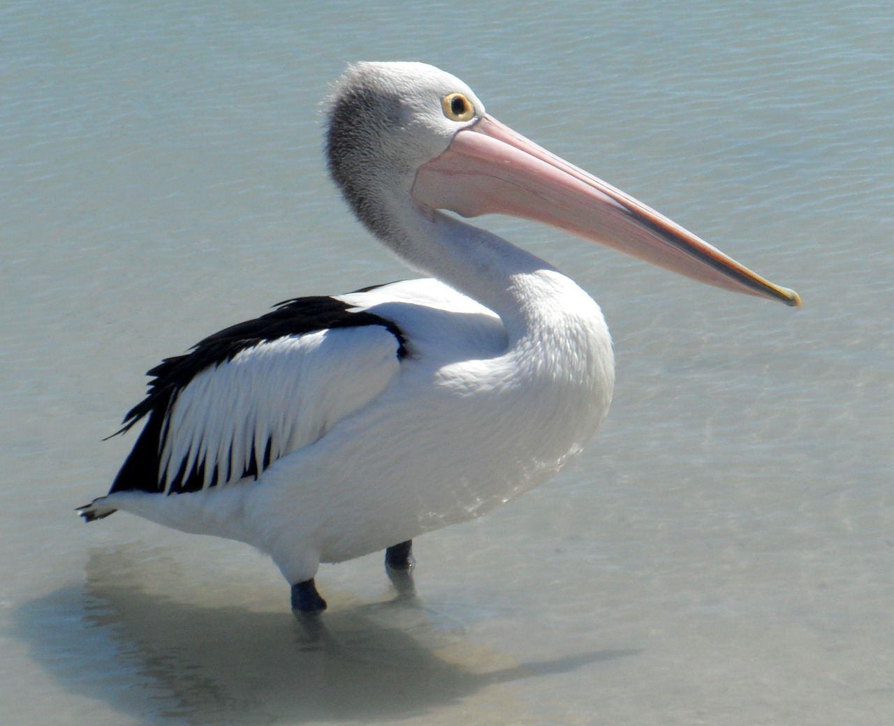 Pelican, Amerikietiška Balta, Paukštis, Iš Arti, Vandens Paukščiai, Laukinė Gamta, Gamta, Jūros Paukštis, Sąskaitą, Stovintis