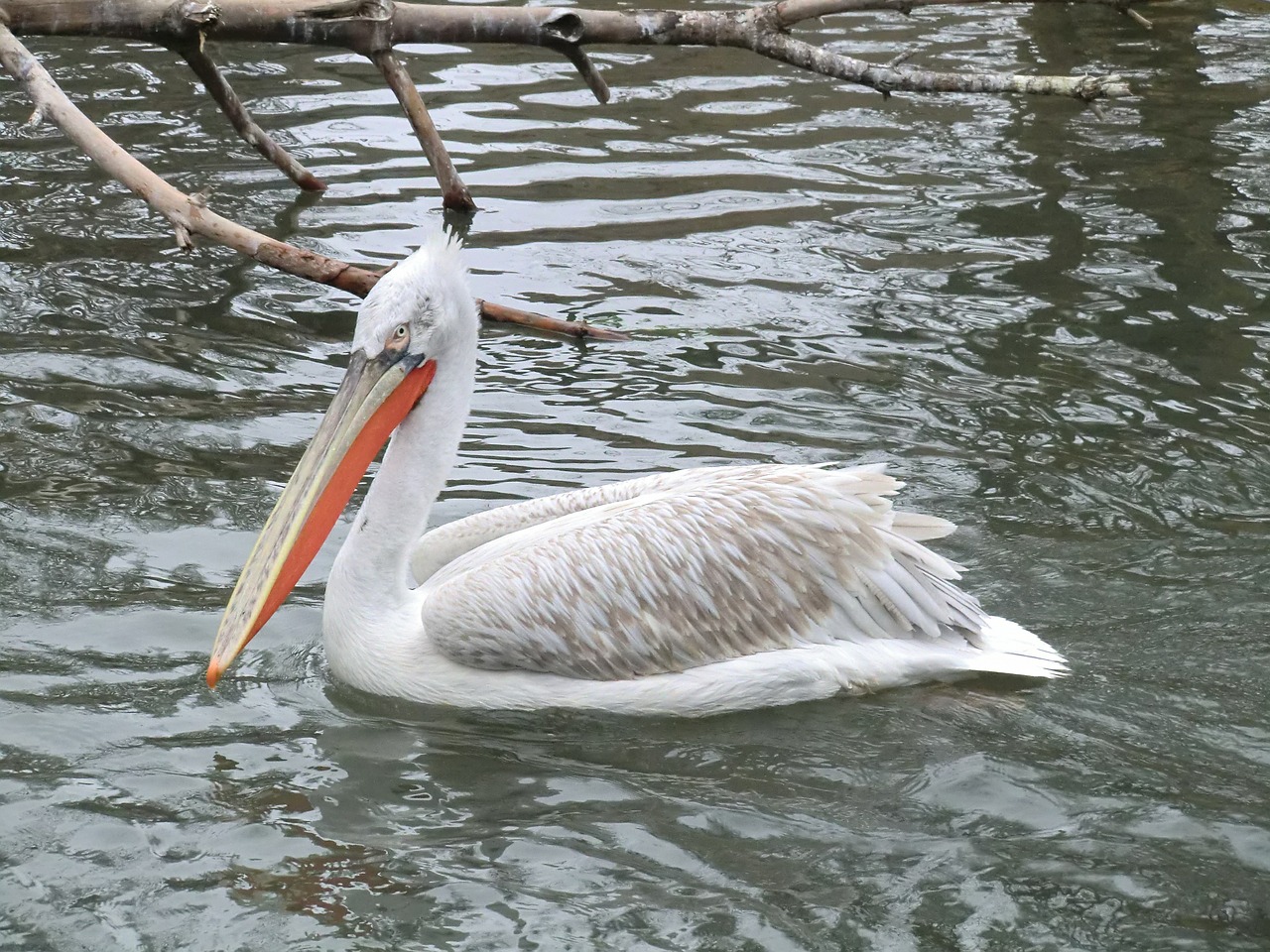 Pelican, Gyvūnas, Vanduo, Paukštis, Gamta, Plaukti, Atostogos, Maudytis, Nemokamos Nuotraukos,  Nemokama Licenzija