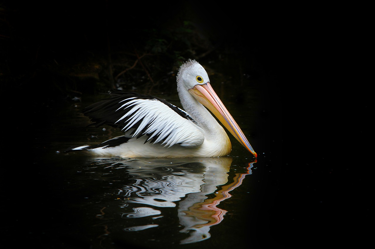 Pelican, Paukštis, Jūros Paukščiai, Vanduo, Gamta, Australia, Pelecanus Conspicillatus, Australijos Pelikanas, Nemokamos Nuotraukos,  Nemokama Licenzija