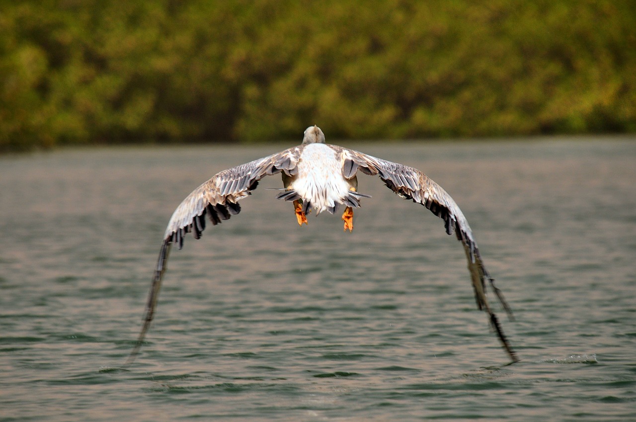 Pelican, Paukštis, Skrydis, Afrika, Gamta, Pakilimas, Gyvūnas, Nemokamos Nuotraukos,  Nemokama Licenzija