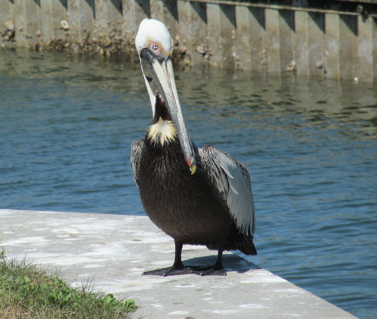 Pelican, Paukštis, Laukinė Gamta, Vanduo, Vandenynas, Papludimys, Nemokamos Nuotraukos,  Nemokama Licenzija