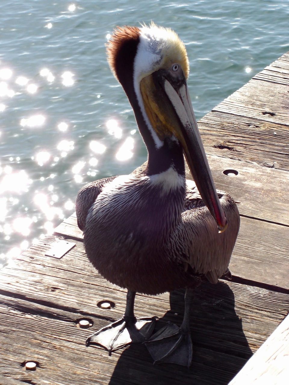Pelican, Paukštis, Jūros Paukštis, Nemokamos Nuotraukos,  Nemokama Licenzija