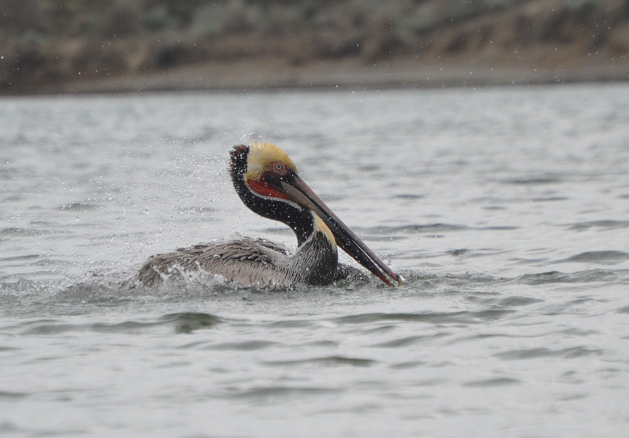 Pelican, Vanduo, Laukiniai, Gamta, Jūra, Laukinė Gamta, Paukštis, Nemokamos Nuotraukos,  Nemokama Licenzija