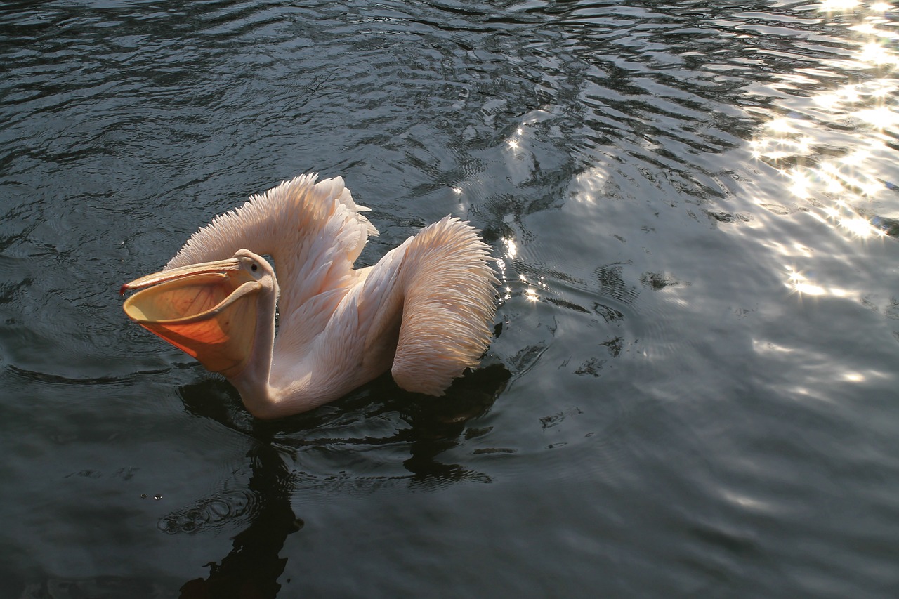 Pelican, Zoologijos Sodas, Liberec, Nemokamos Nuotraukos,  Nemokama Licenzija