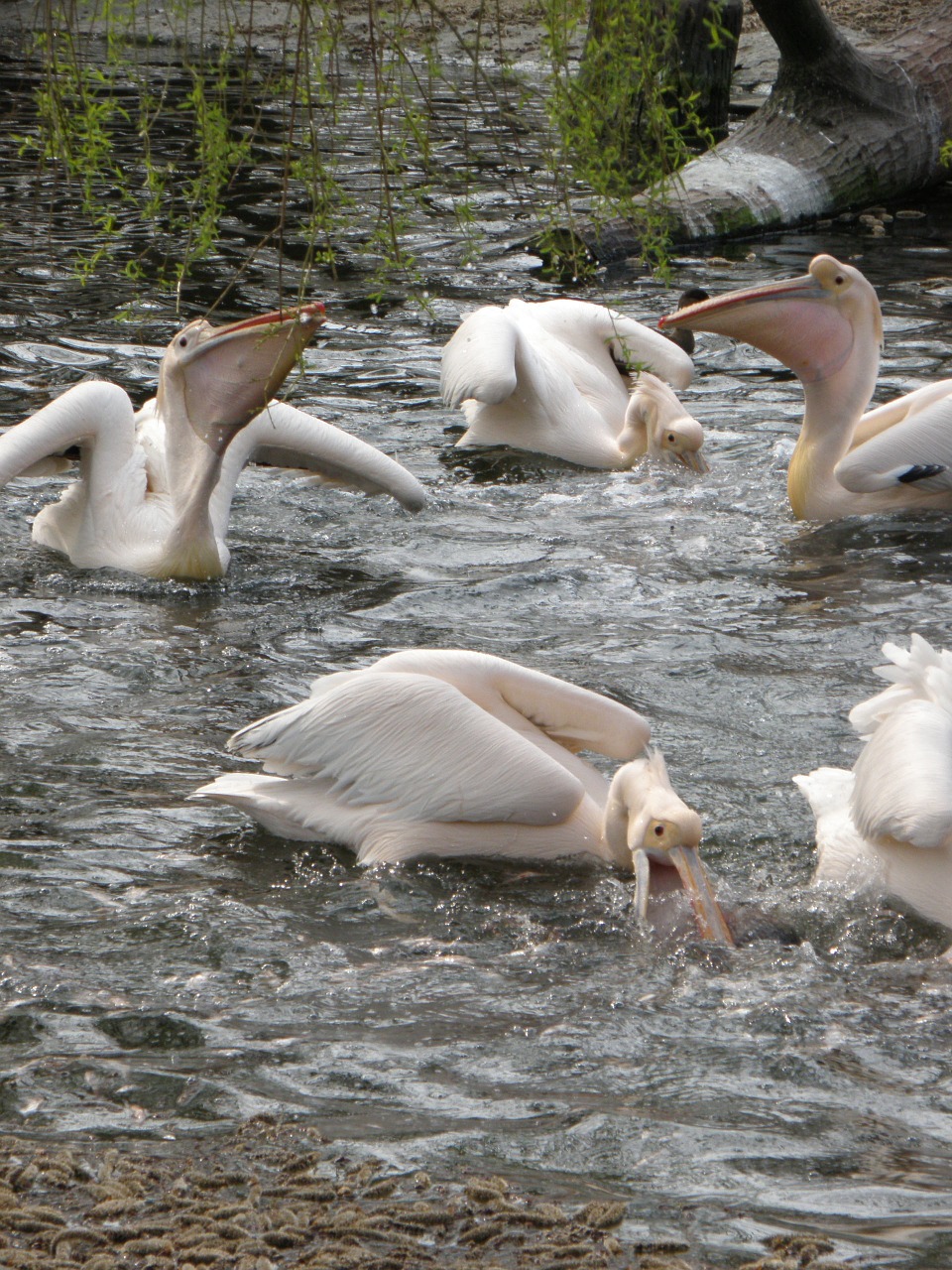 Pelican, Paukštis, Maitinimas, Vanduo, Nemokamos Nuotraukos,  Nemokama Licenzija