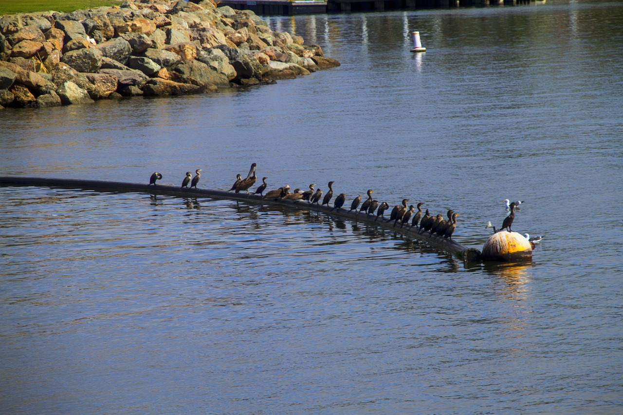 Pelican, Jūros Paukštis, Vandenynas, Uostas, Gamta, Jūra, Vandens Paukštis, Kepsnys, Nemokamos Nuotraukos,  Nemokama Licenzija