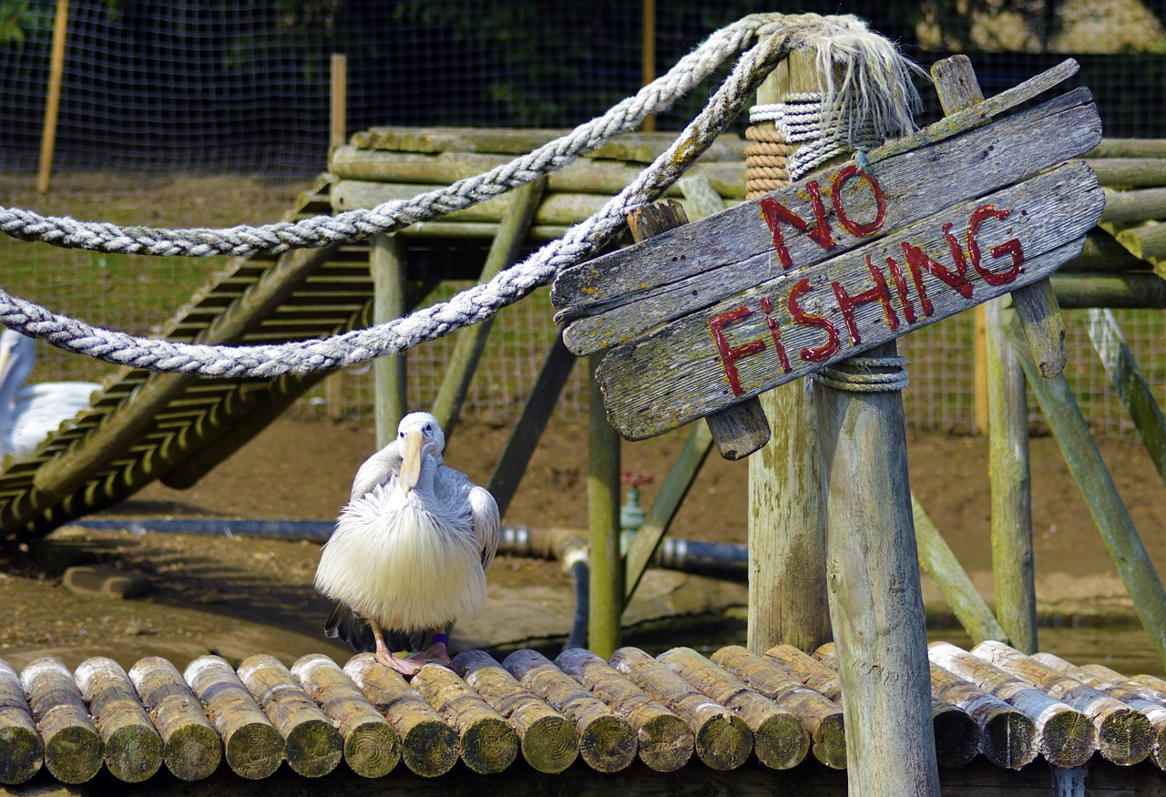 Pelican, Jūra, Kranto, Vanduo, Žvejyba, Saulė, Pajūryje, Lauke, Nemokamos Nuotraukos,  Nemokama Licenzija