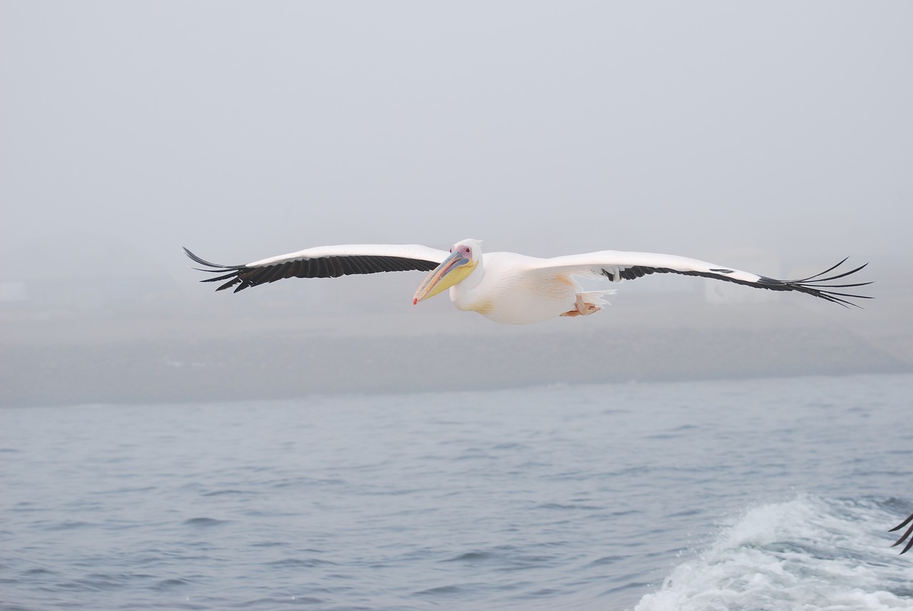 Pelican,  Paukštis,  Skristi,  Jūra,  Sparnai,  Gamta, Nemokamos Nuotraukos,  Nemokama Licenzija