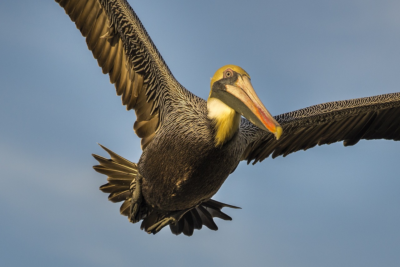 Pelican,  Paukštis,  Sparnai,  Gamta,  Laukinė Gamta,  Snapas,  Laukiniai,  Sąskaitą,  Skristi,  Didelis