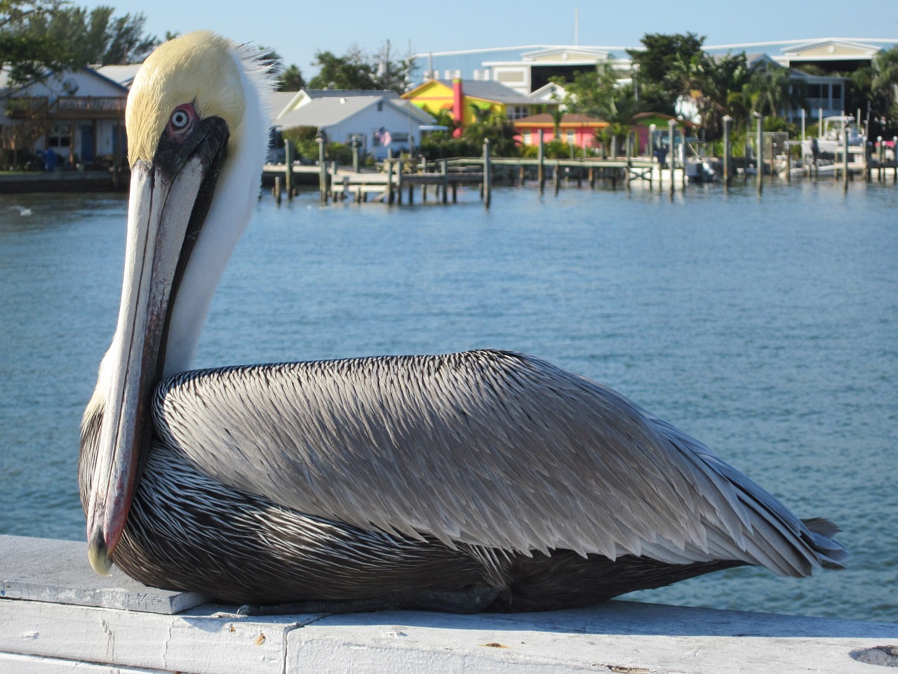 Pelican, Anna Maria Sala, Florida, Nemokamos Nuotraukos,  Nemokama Licenzija