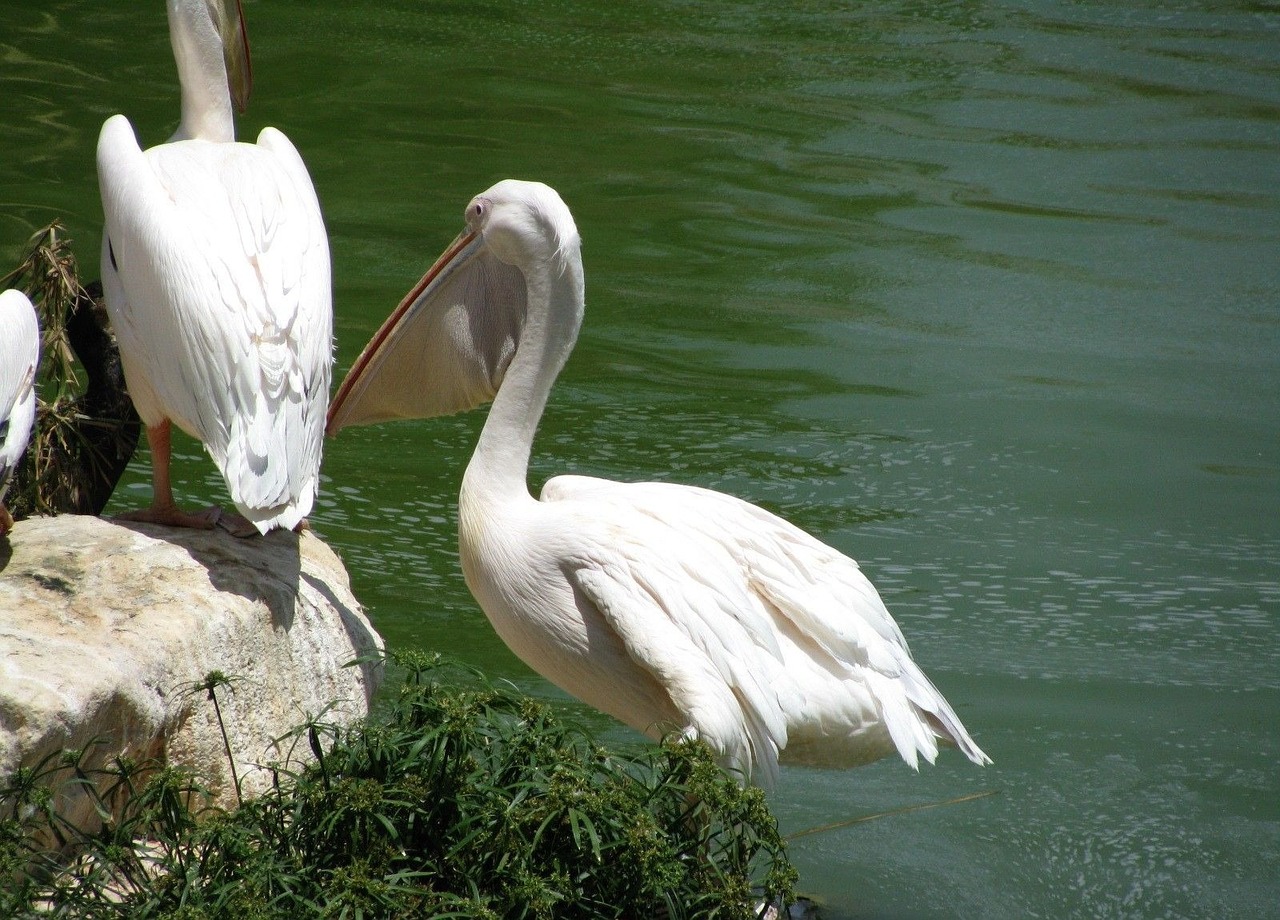 Pelican, Vandens Paukštis, Pelecanidae, Snapas, Didelis Gerklės Maišas, Ežeras, Vanduo, Nemokamos Nuotraukos,  Nemokama Licenzija