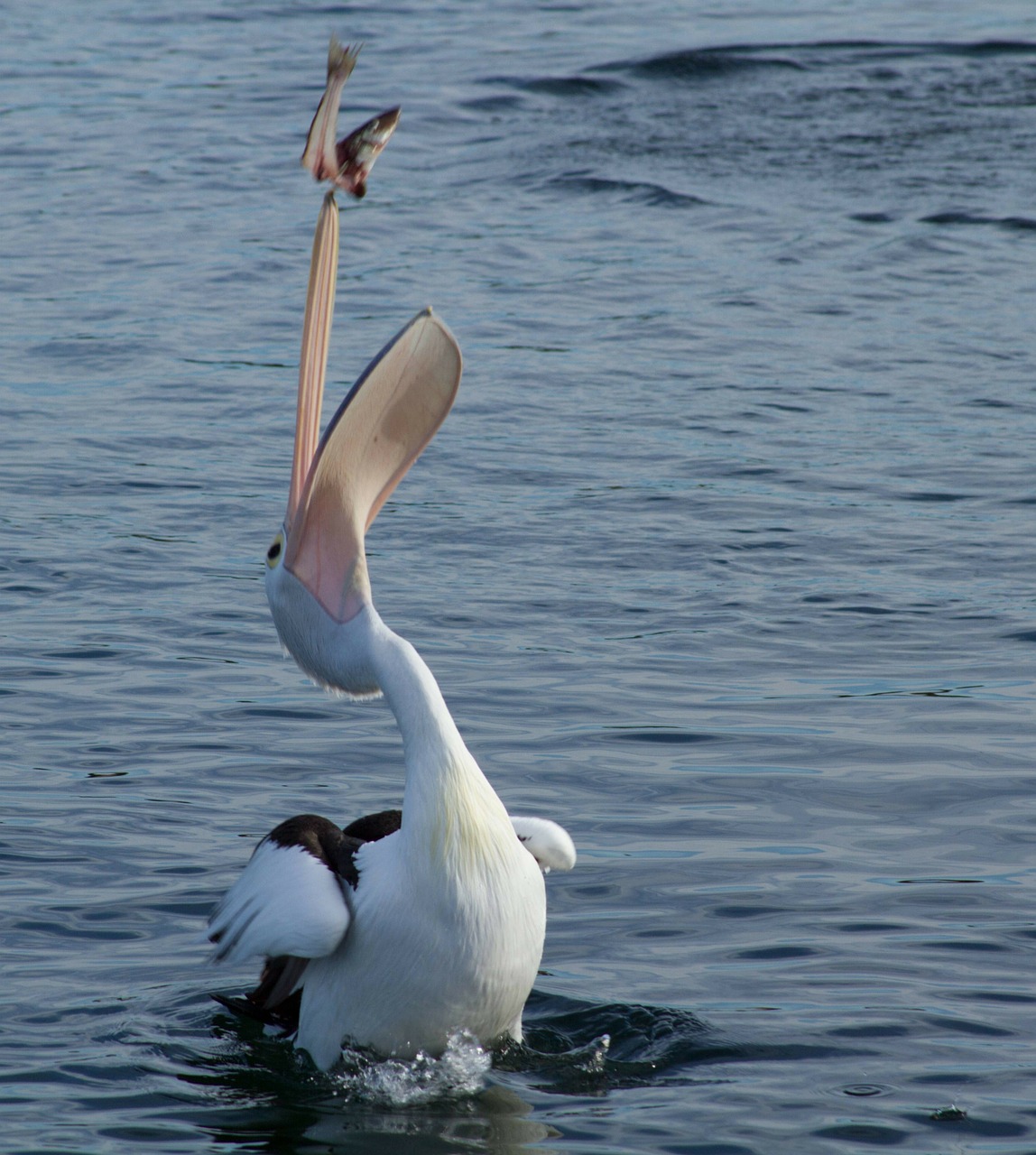 Pelican, Gaudyti, Žuvis, Gyvūnas, Vanduo, Vandens Paukštis, Pelecanidae, Puikus Baltas Pelikanas, Pelecanus Onocrotalus, Rytinė Balta Pelican