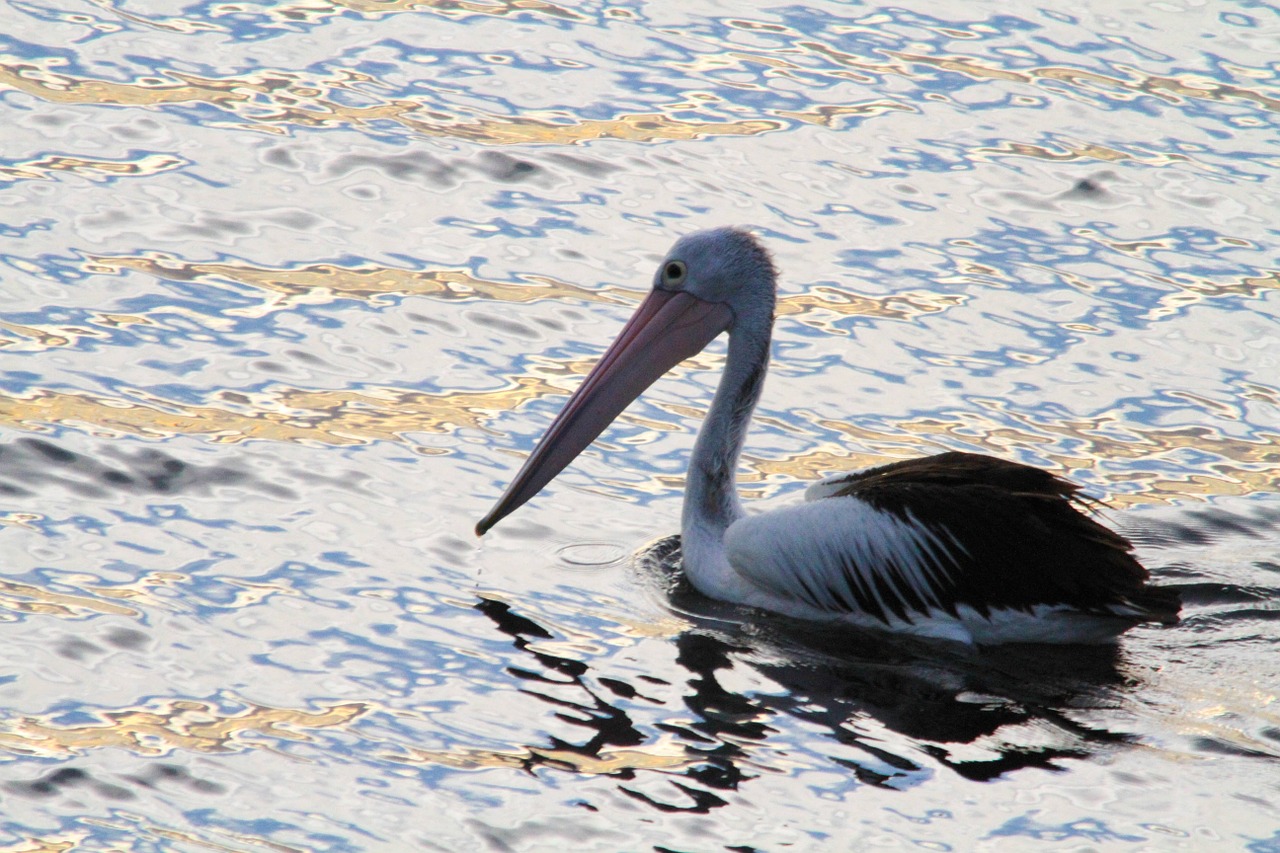 Pelican, Gyvūnas, Vanduo, Mirgėjimas, Vandens Paukštis, Pelecanidae, Puikus Baltas Pelikanas, Pelecanus Onocrotalus, Rytinė Balta Pelican, Rožinis Pelikanas