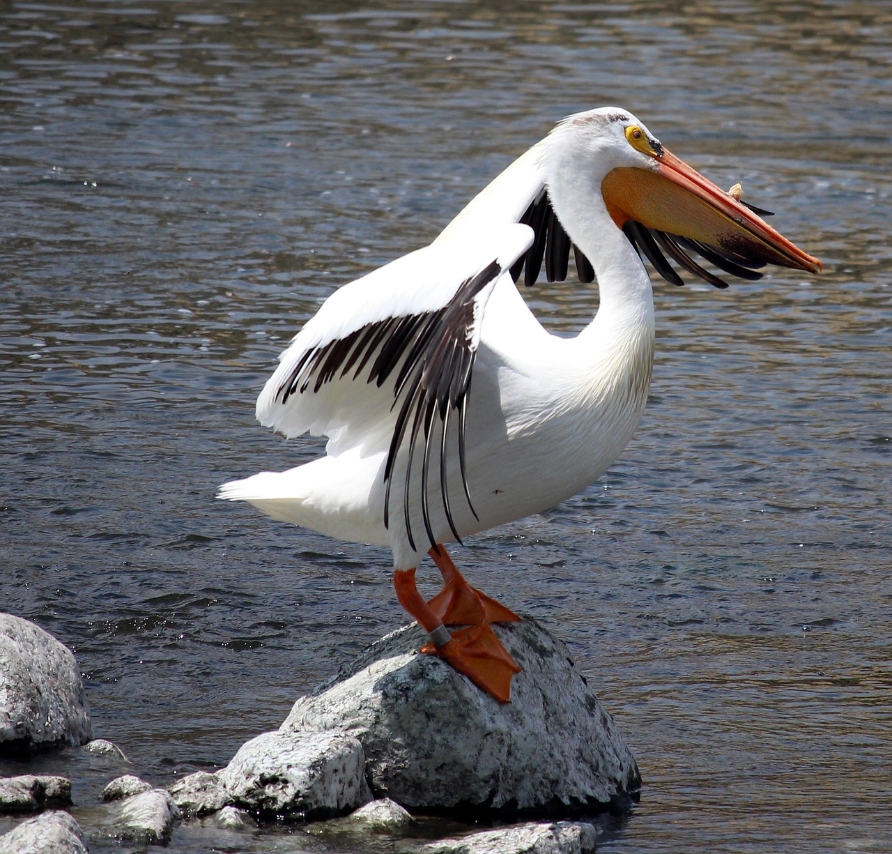 Pelican, Lapės Upė, Ruožas, Paukštis, Didelis, Balta, Sparnai, Viskonsinas, Appleton, Plunksnos