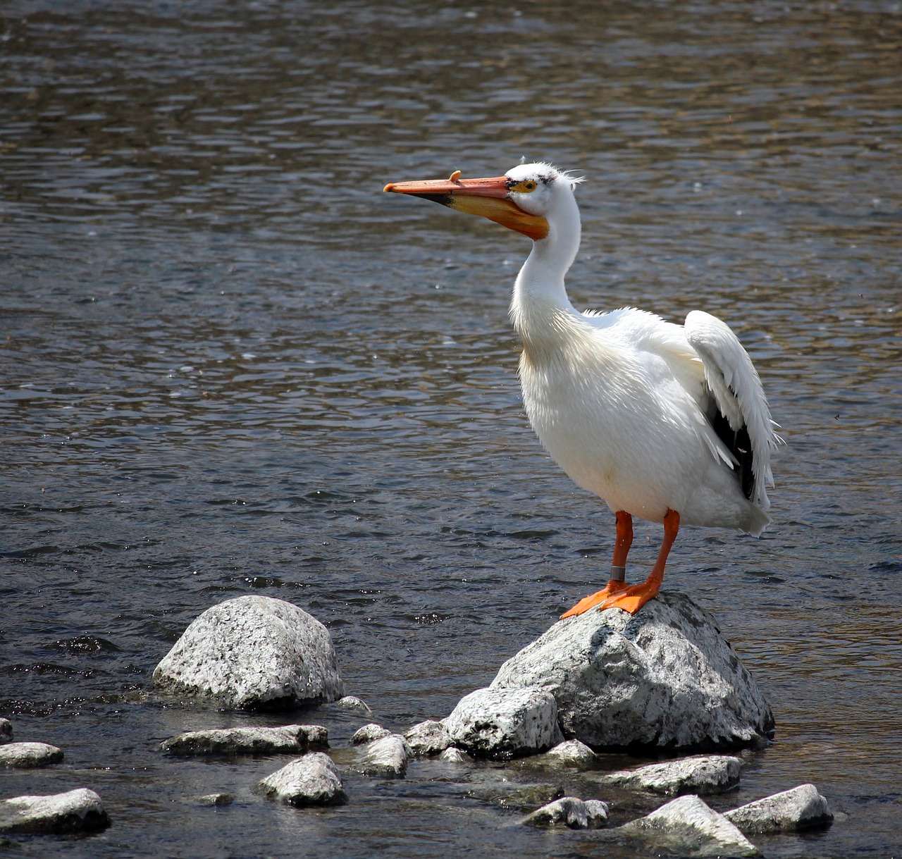 Pelican, Lapės Upė, Appleton, Viskonsinas, Sparnai, Upė, Balta, Snapas, Žuvis, Gamta