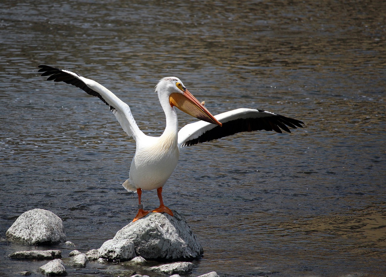 Pelican, Balta, Lapės Upė, Appleton, Viskonsinas, Midwest, Paukštis, Laukinė Gamta, Gamta, Pelecanus