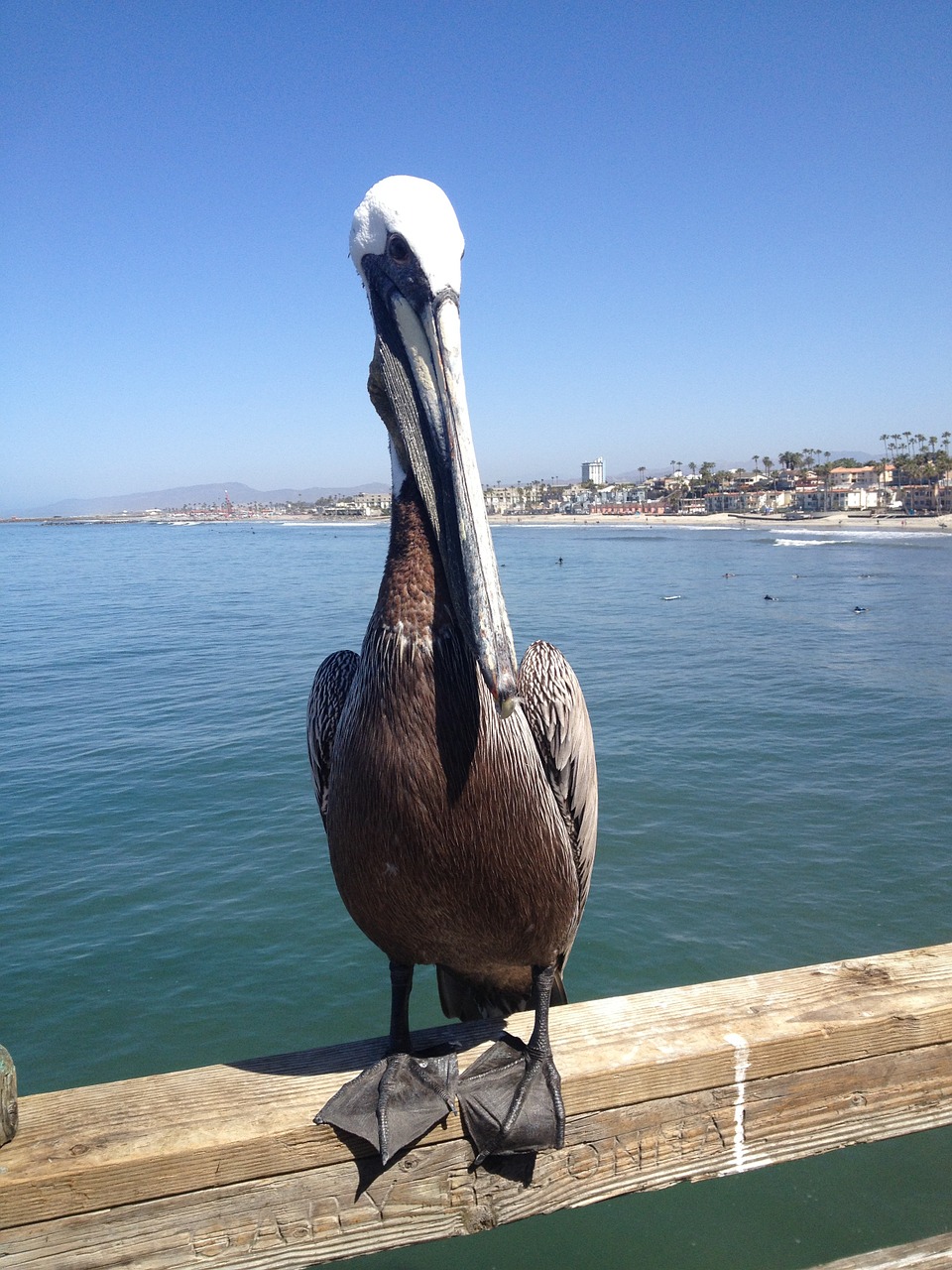 Pelican, Paukštis, Gamta, Laukinė Gamta, Gyvūnas, Snapas, Pelecanus, Jūra, Vandenynas, Nemokamos Nuotraukos