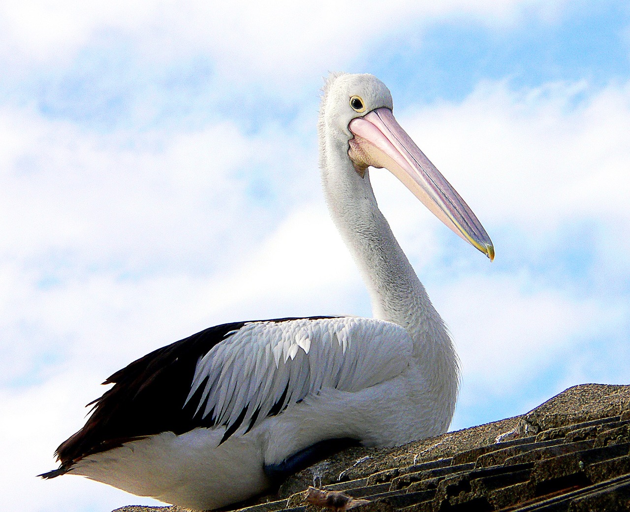 Pelican, Paukštis, Laukinė Gamta, Gamta, Sustingęs, Stogas, Pastatas, Piktograma, Snapas, Laukiniai