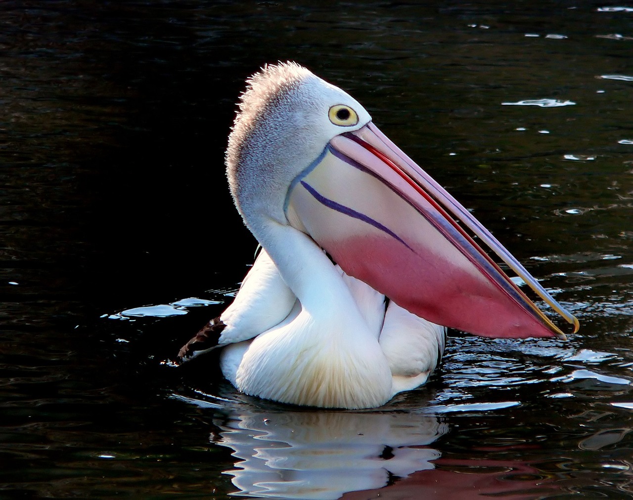 Pelican, Paukštis, Laukinė Gamta, Gamta, Vanduo, Maudytis, Portretas, Piktograma, Snapas, Laukiniai