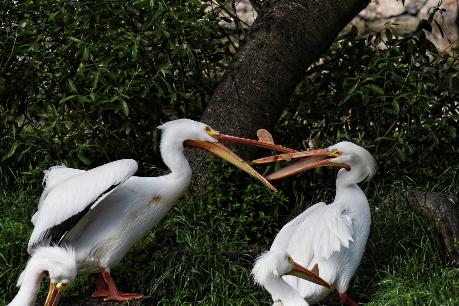 Balta & Nbsp,  Pelicans,  Paukštis,  Didelis & Nbsp,  Paukštis,  Didelis & Nbsp,  Snapelis,  Nulaužti & Nbsp,  Sparnus,  Stovintis