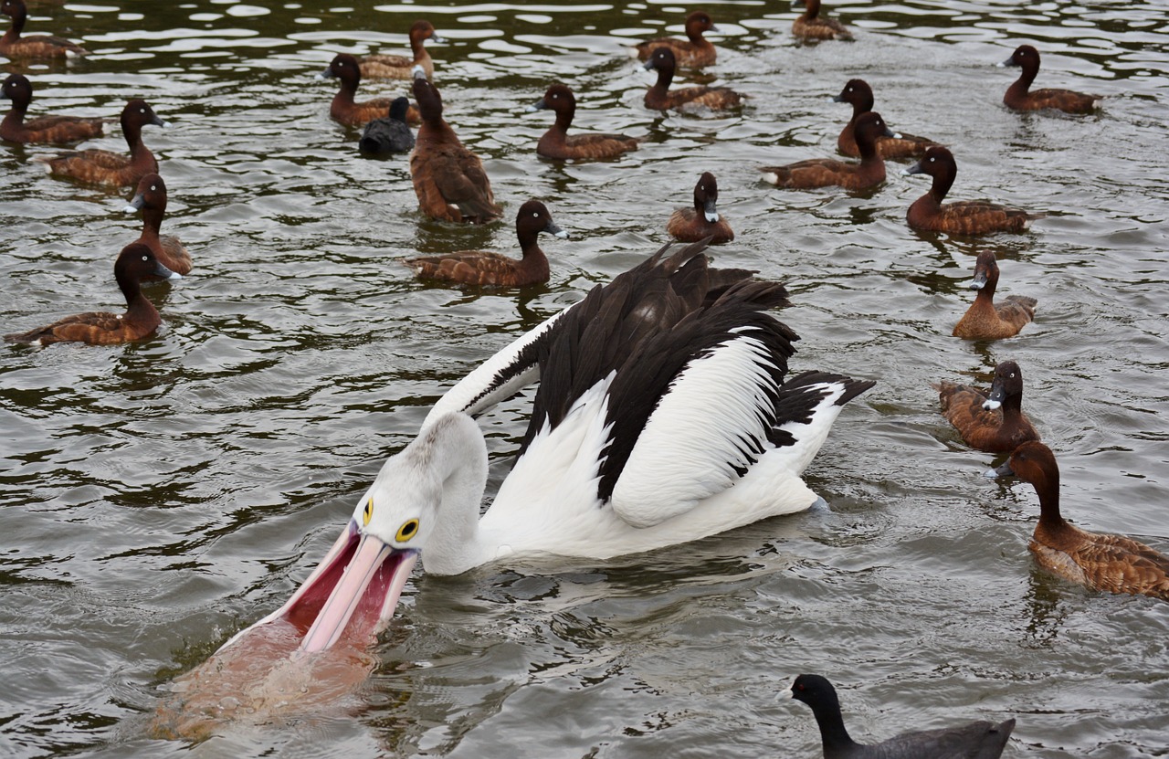Pelican Australian, Pelican, Vandens Paukštis, Nemokamos Nuotraukos,  Nemokama Licenzija