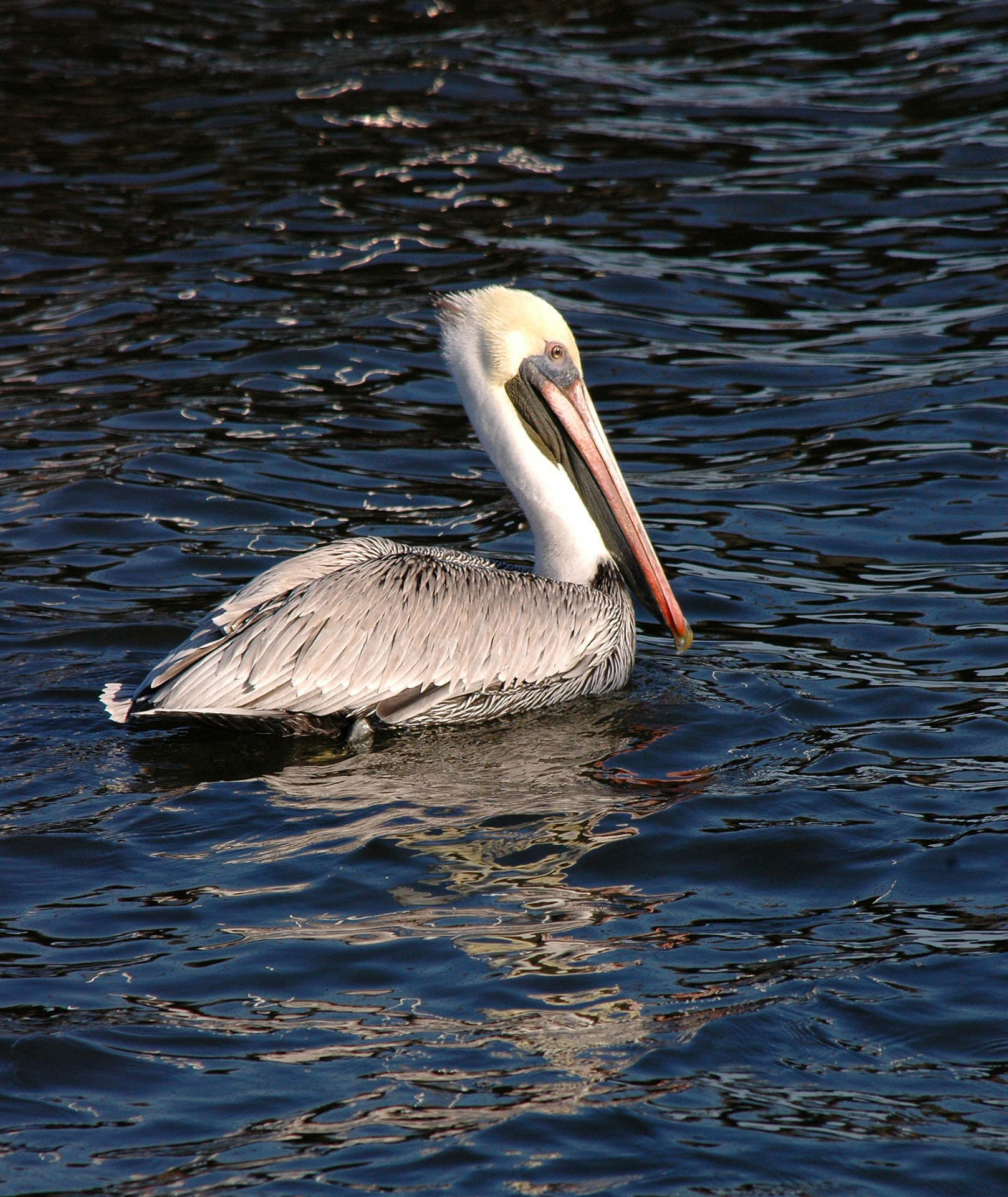 Pelican,  Paukštis,  Balta,  Maudytis,  Vanduo,  Vandenynas,  Pelikanas Plaukioja Vandeniu, Nemokamos Nuotraukos,  Nemokama Licenzija