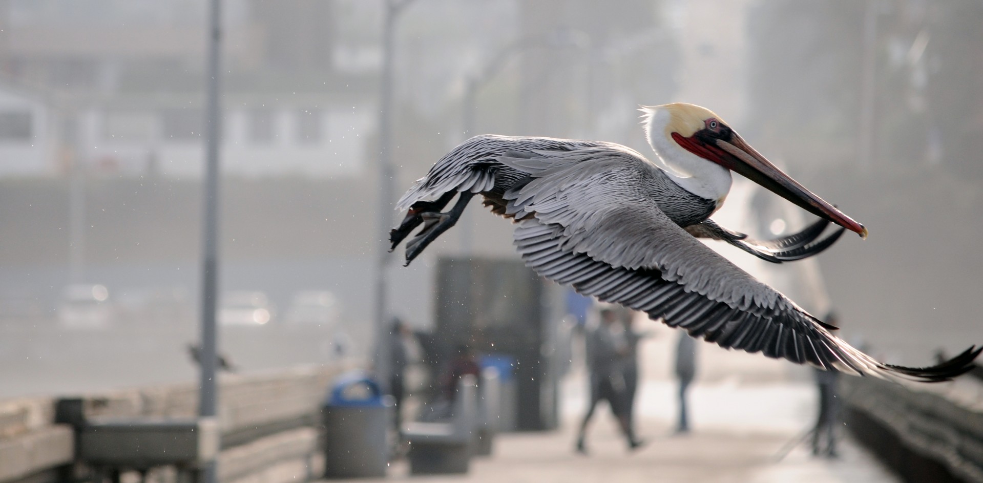 Pelican,  Paukštis,  Paukščiai,  Skristi,  Skraidantis,  Sparnai,  Plunksnos,  Prieplauka,  Vandenynas,  Papludimys