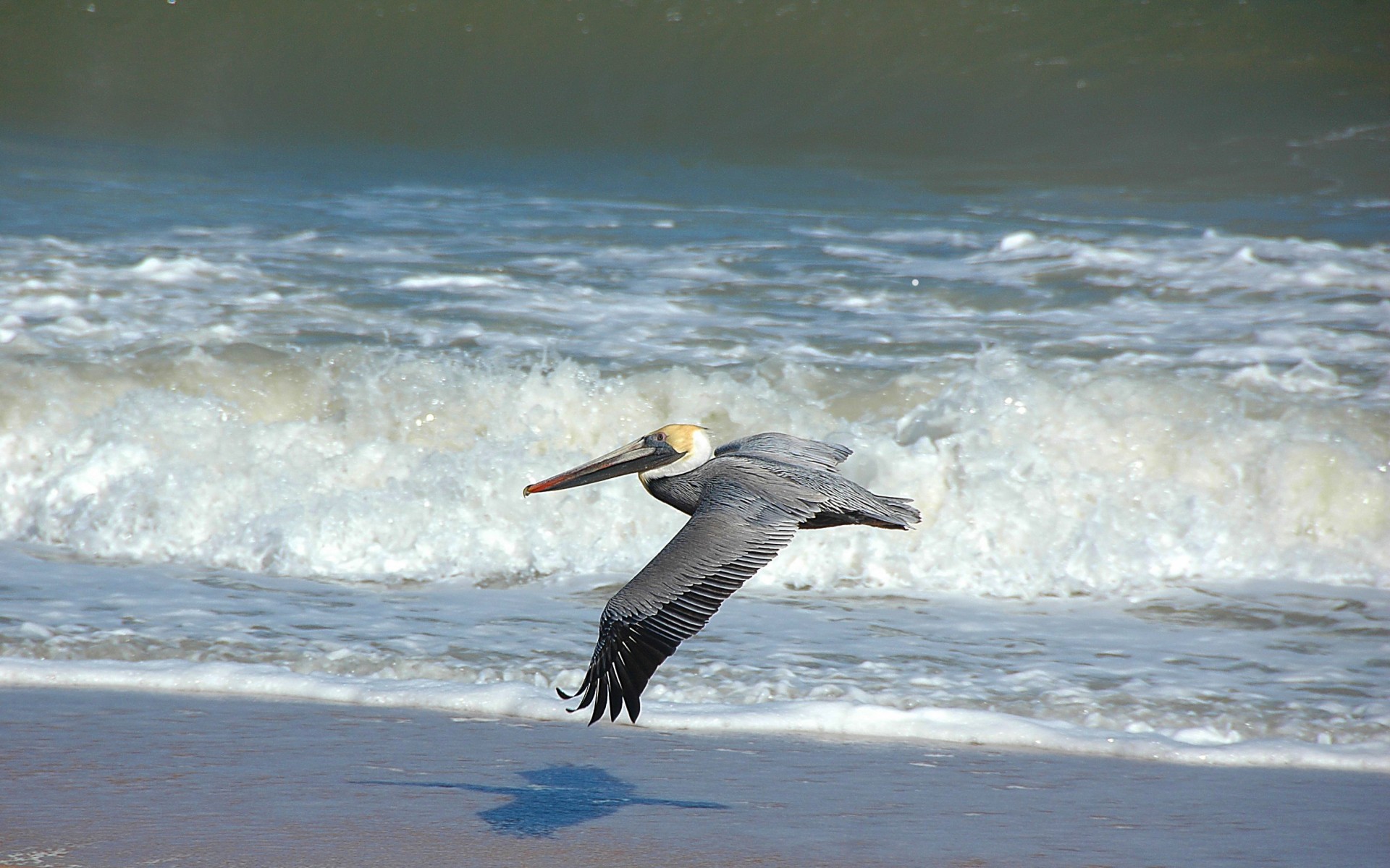 Pelican,  Paukštis,  Paukštis,  Fauna,  Didelis,  Gamta,  Grožis,  Skraidantis,  Pakrantė,  Vandenynas