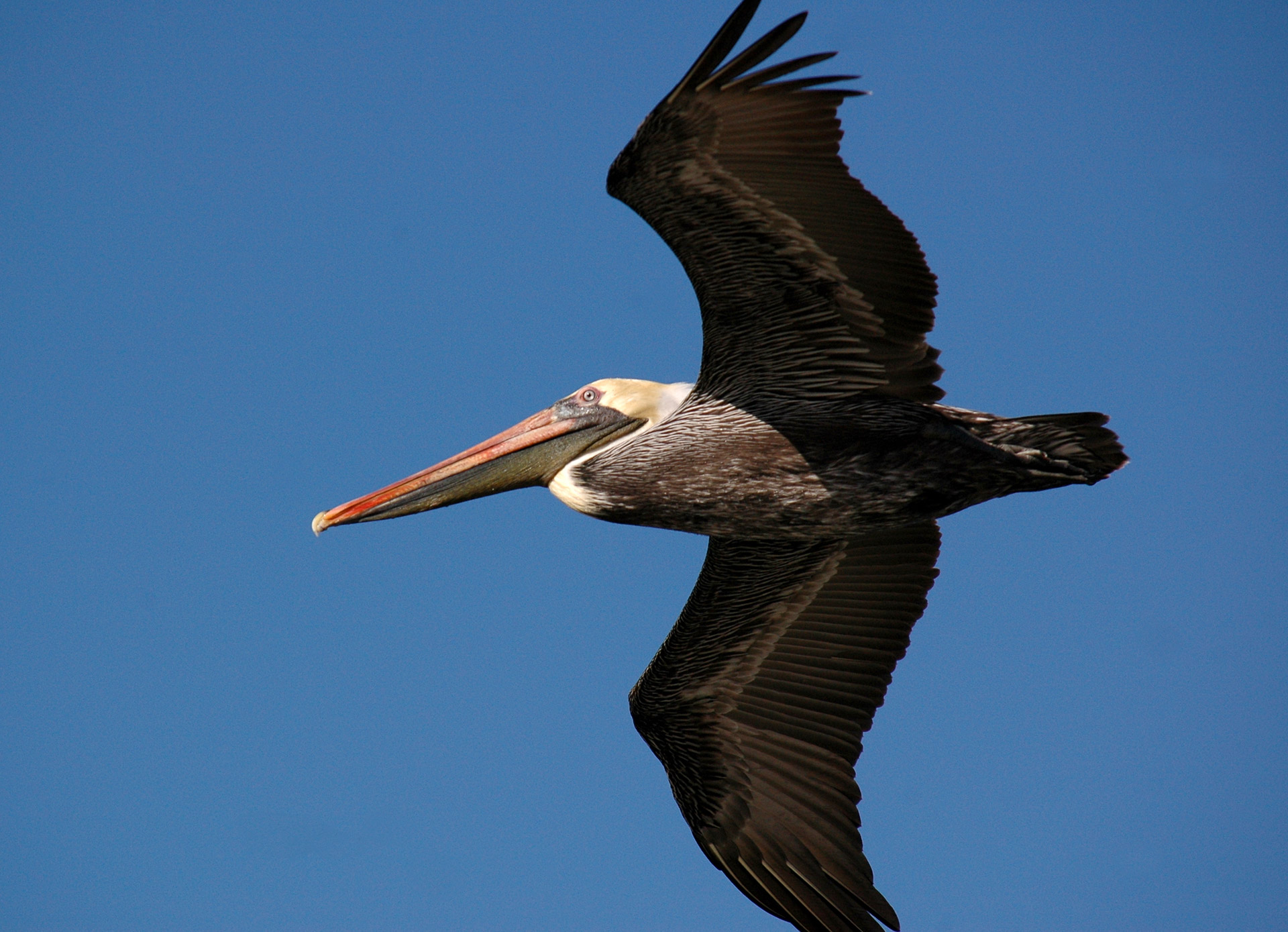 Pelican,  Paukštis,  Skraidantis,  Didėjantis,  Balta,  Pelican Flying, Nemokamos Nuotraukos,  Nemokama Licenzija