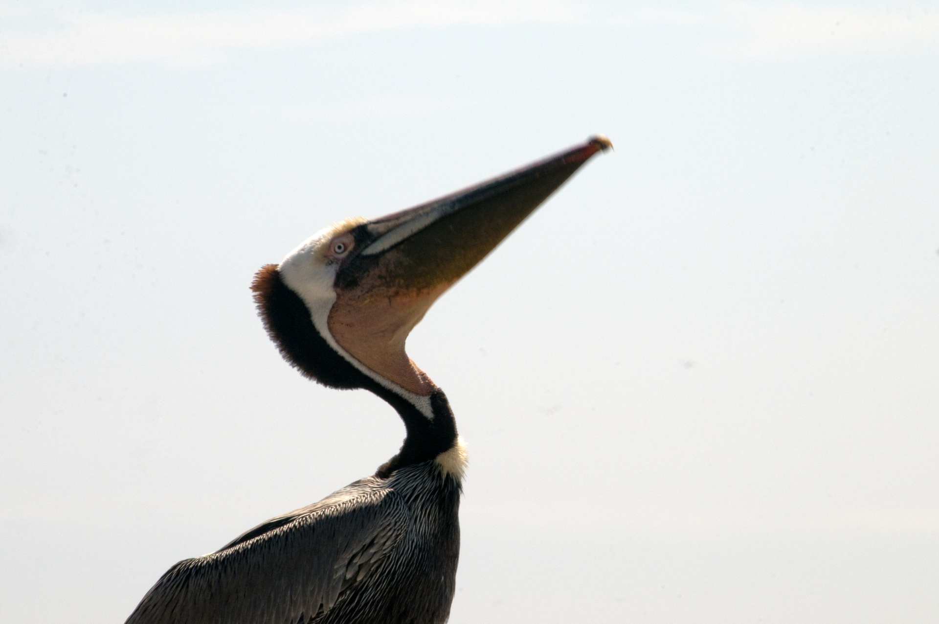 Pelican,  Pelikanai,  Paukštis,  Paukščiai,  Jūra,  Papludimys,  Vandenynas,  Pelikanas Ieškojo, Nemokamos Nuotraukos,  Nemokama Licenzija