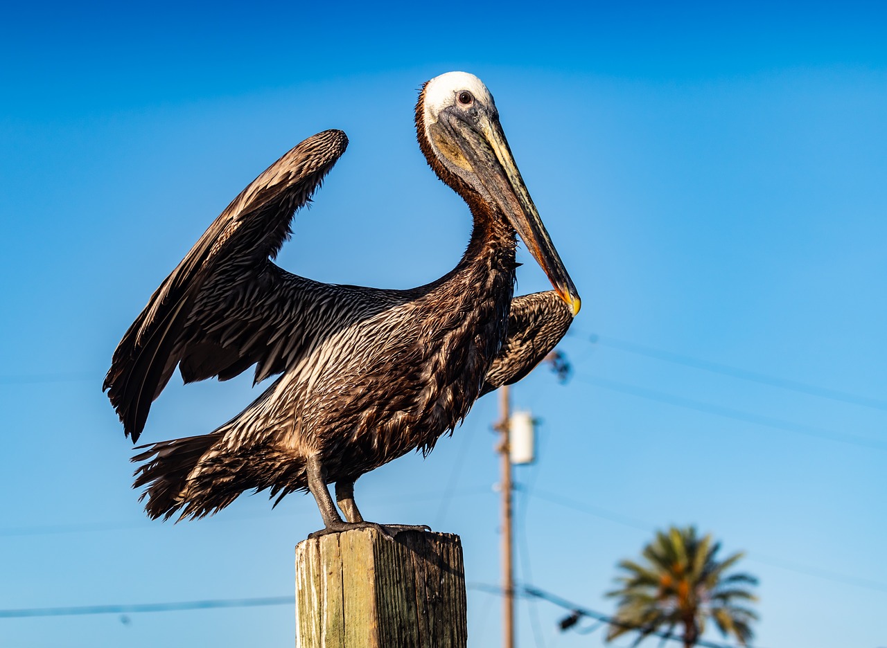 Pelikanas Dėl Bigės,  Vanduo Paukštis,  Pelecanus Conspicillatus,  Paukštis,  Prieplauka,  Mediena,  Pelikanas,  Dangus,  Mėlyna,  Pobūdį