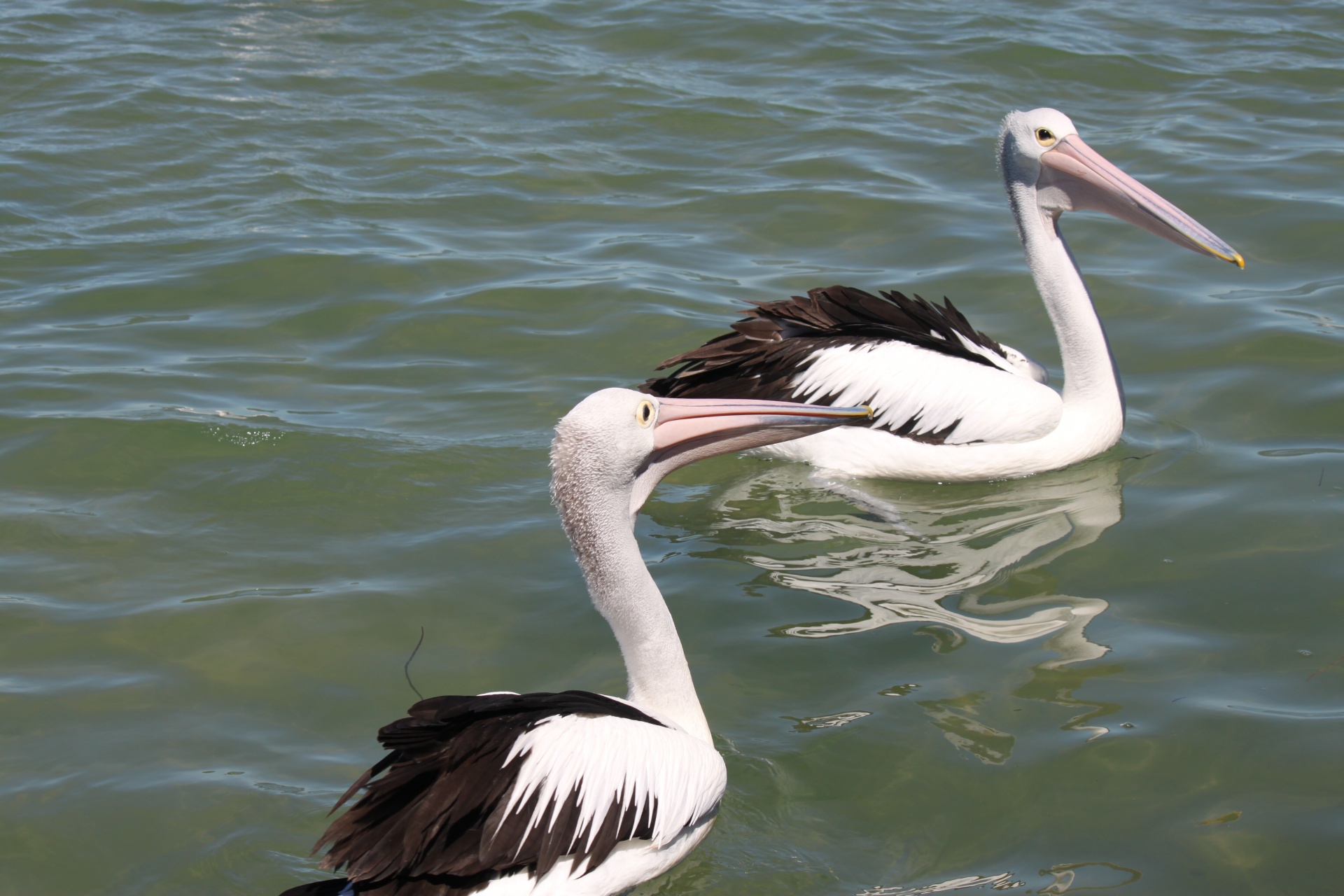Pelican,  Jūra,  Paviršius,  Pelican Ant Jūros Paviršiaus, Nemokamos Nuotraukos,  Nemokama Licenzija