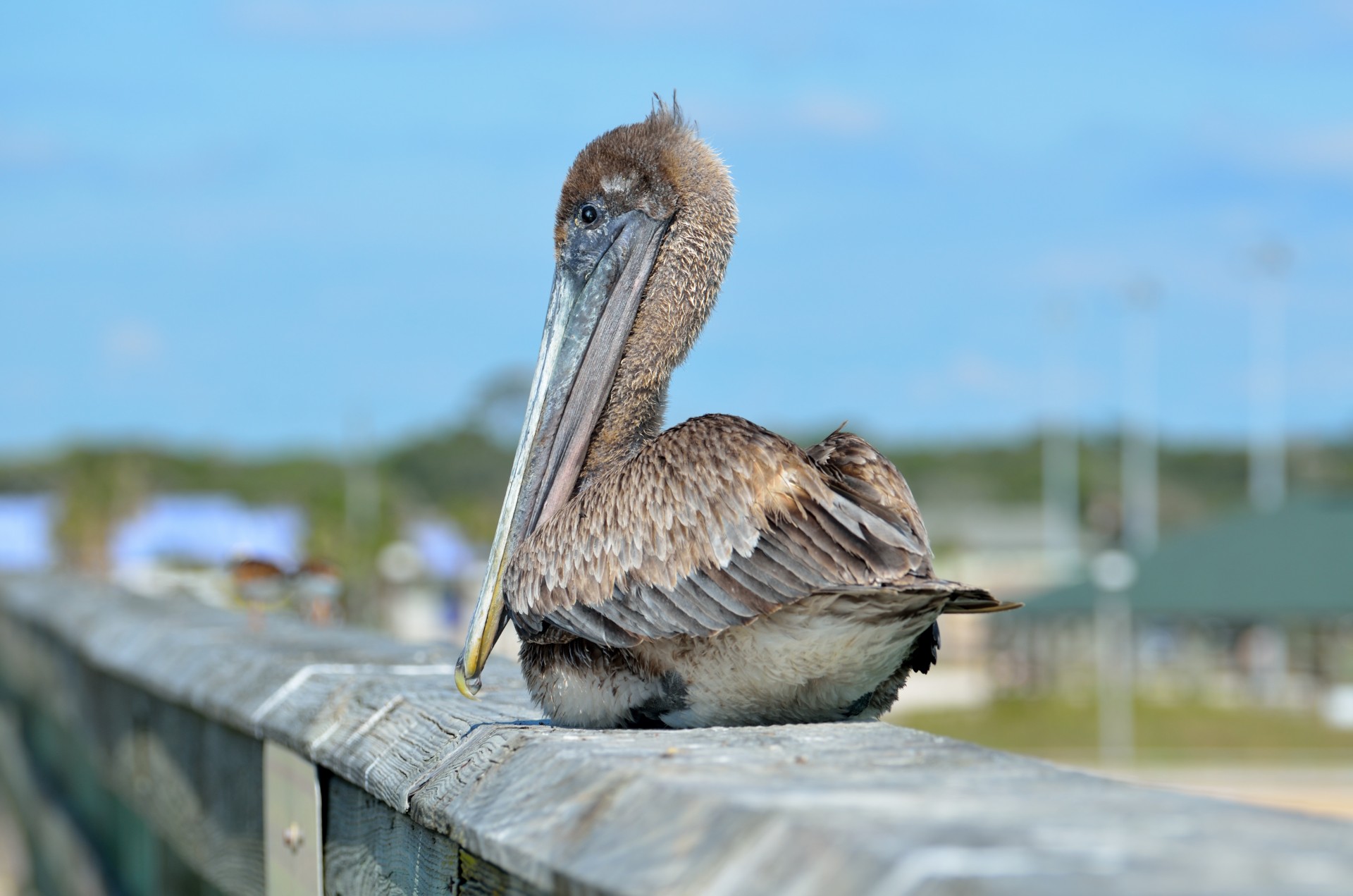 Pelican,  Ruda,  Paukštis,  Gamta,  Pelecanus,  Laukinė Gamta,  Gyvūnas,  Vandenynas,  Occidentalis,  Vanduo