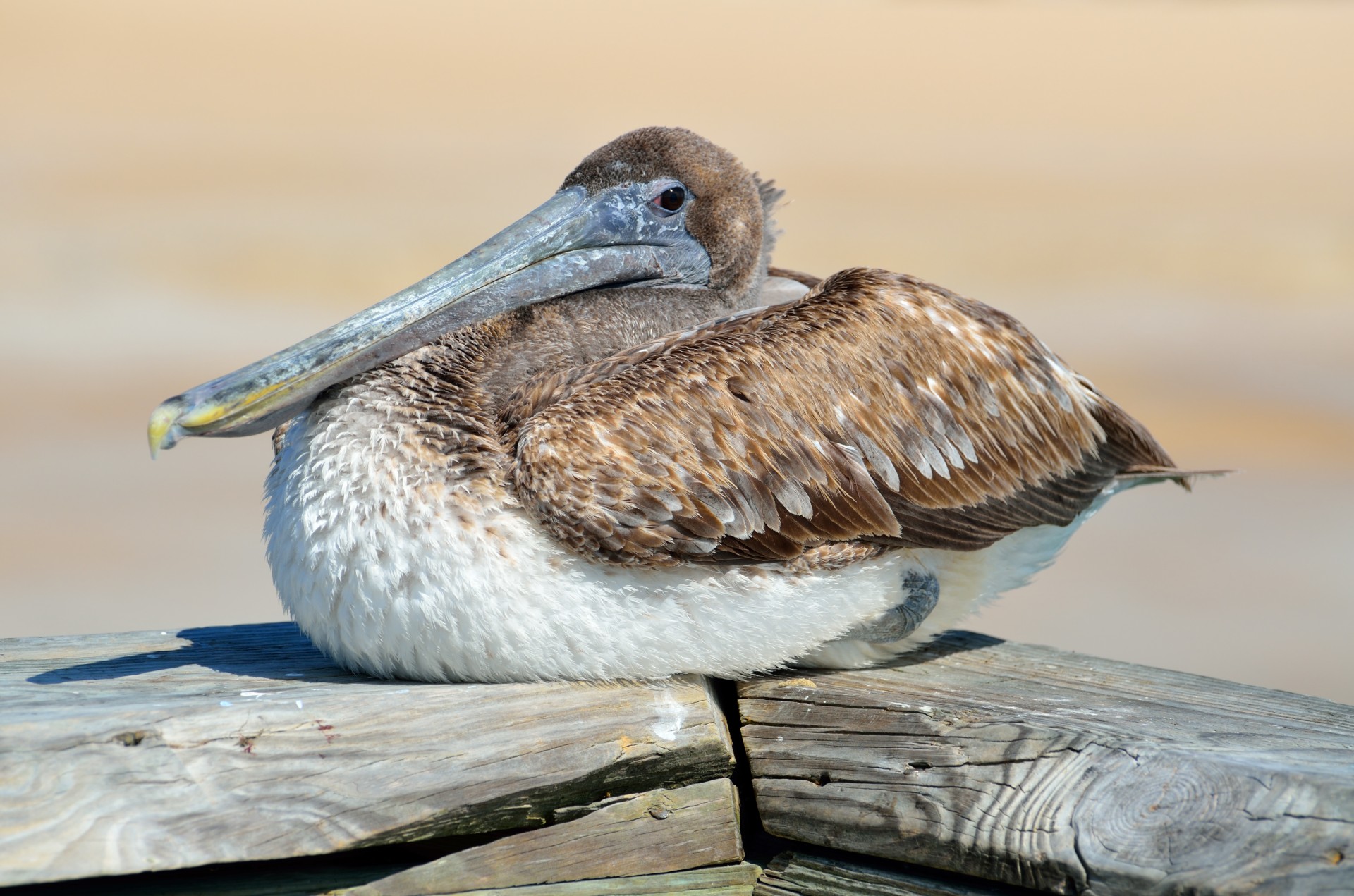 Pelican,  Ruda,  Paukštis,  Gamta,  Pelecanus,  Laukinė Gamta,  Gyvūnas,  Vandenynas,  Occidentalis,  Vanduo