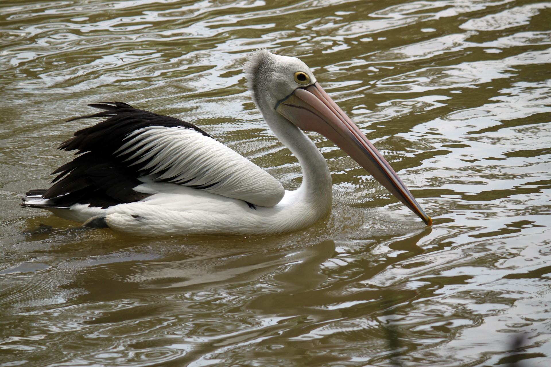 Pelican,  Maudytis,  Vanduo,  Pelikanas Plaukioja Vandeniu, Nemokamos Nuotraukos,  Nemokama Licenzija