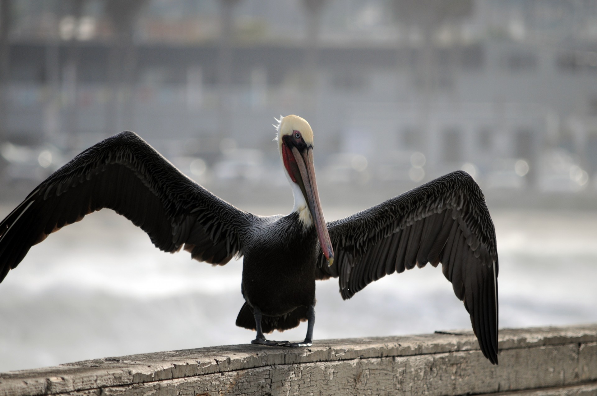 Pelican,  Paukštis,  Paukščiai,  Sparnas,  Sparnai,  Sparnų Laikiklis,  Plunksnos,  Skristi,  Skrydis,  Vandenynas