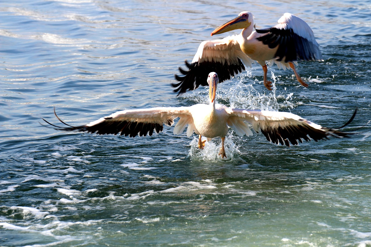 Pelikanai, Namibija, Pelican Point, Skristi, Paukštis, Jūra, Skrydis, Paukščiai, Nemokamos Nuotraukos,  Nemokama Licenzija