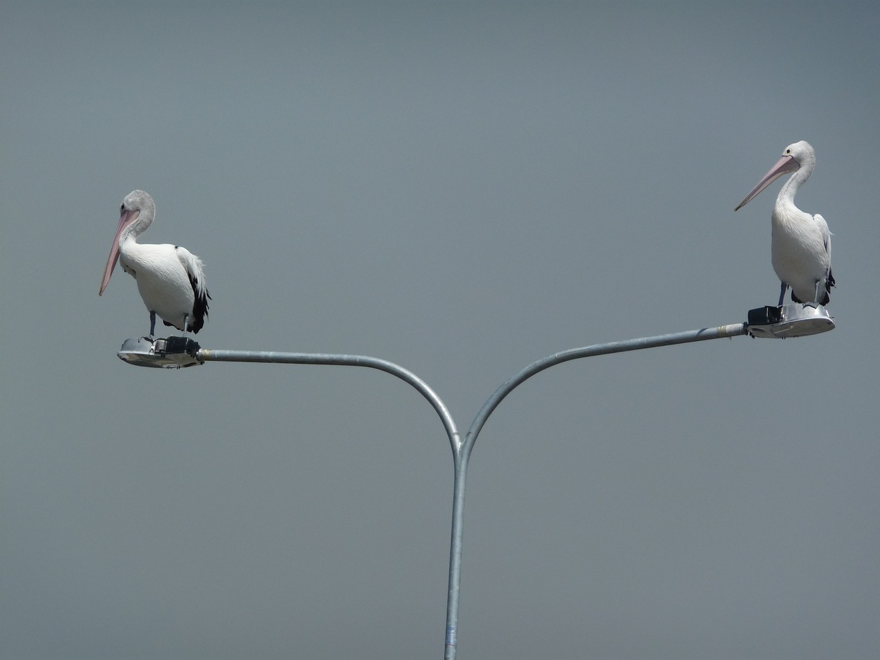 Pelikanai, Australijos Diena, Laukinė Gamta, Australian-Pelican, Gamta, Paukštis, Lauke, Queensland, Gyvūnas, Padaras