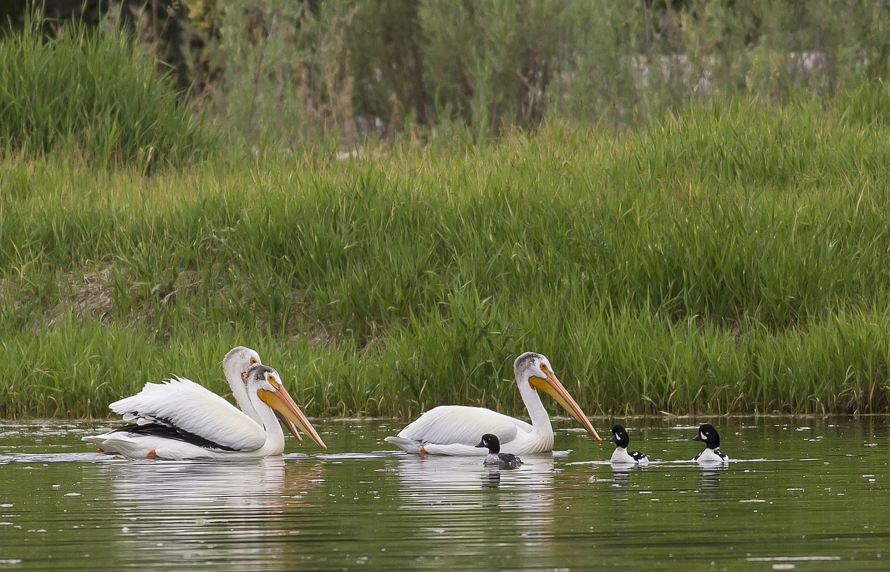 Pelikanai, Maudytis, Vanduo, Paukščiai, Plaukiojantieji, Gyvatės Upė, Idaho, Usa, Antis, Dykuma