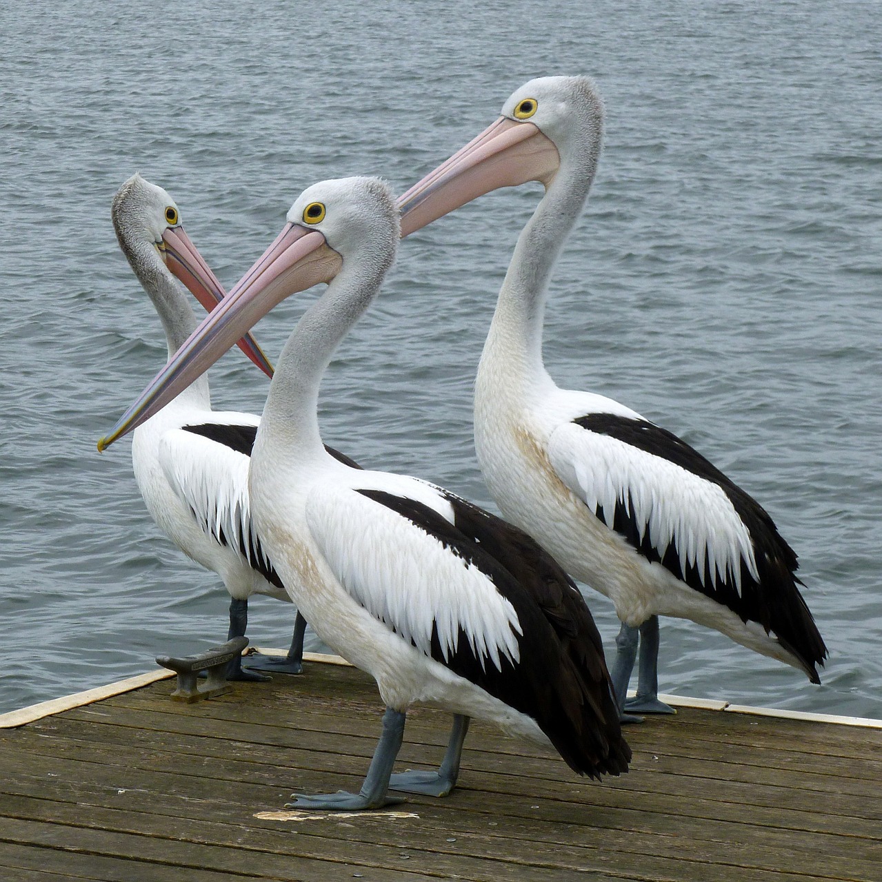 Pelikanai, Australijos Pelikanas, Pelican, Pelecanus Conspicillatus, Australia, Gamta, Paukštis, Jūros Paukščiai, Aussie, Australian