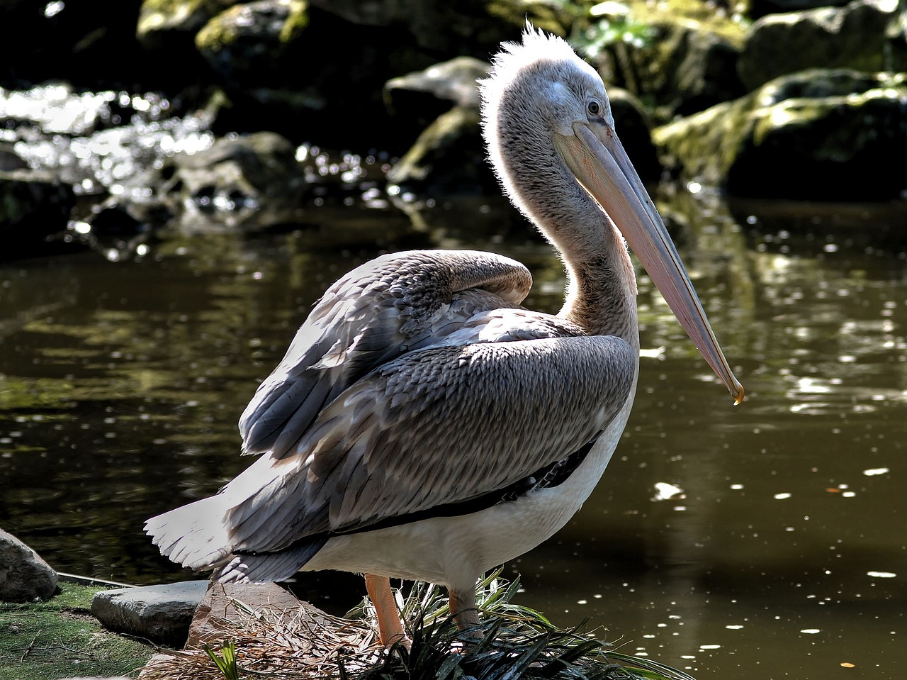 Pelikanai, Pelican, Pelecanidae, Vandens Paukščiai, Nemokamos Nuotraukos,  Nemokama Licenzija
