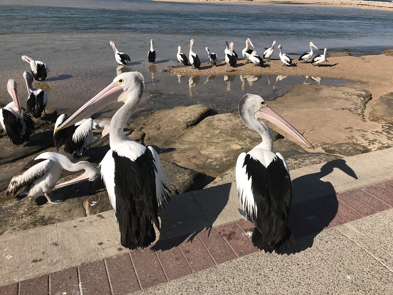 Pelikanai, Jūra, Paukščiai, Nemokamos Nuotraukos,  Nemokama Licenzija