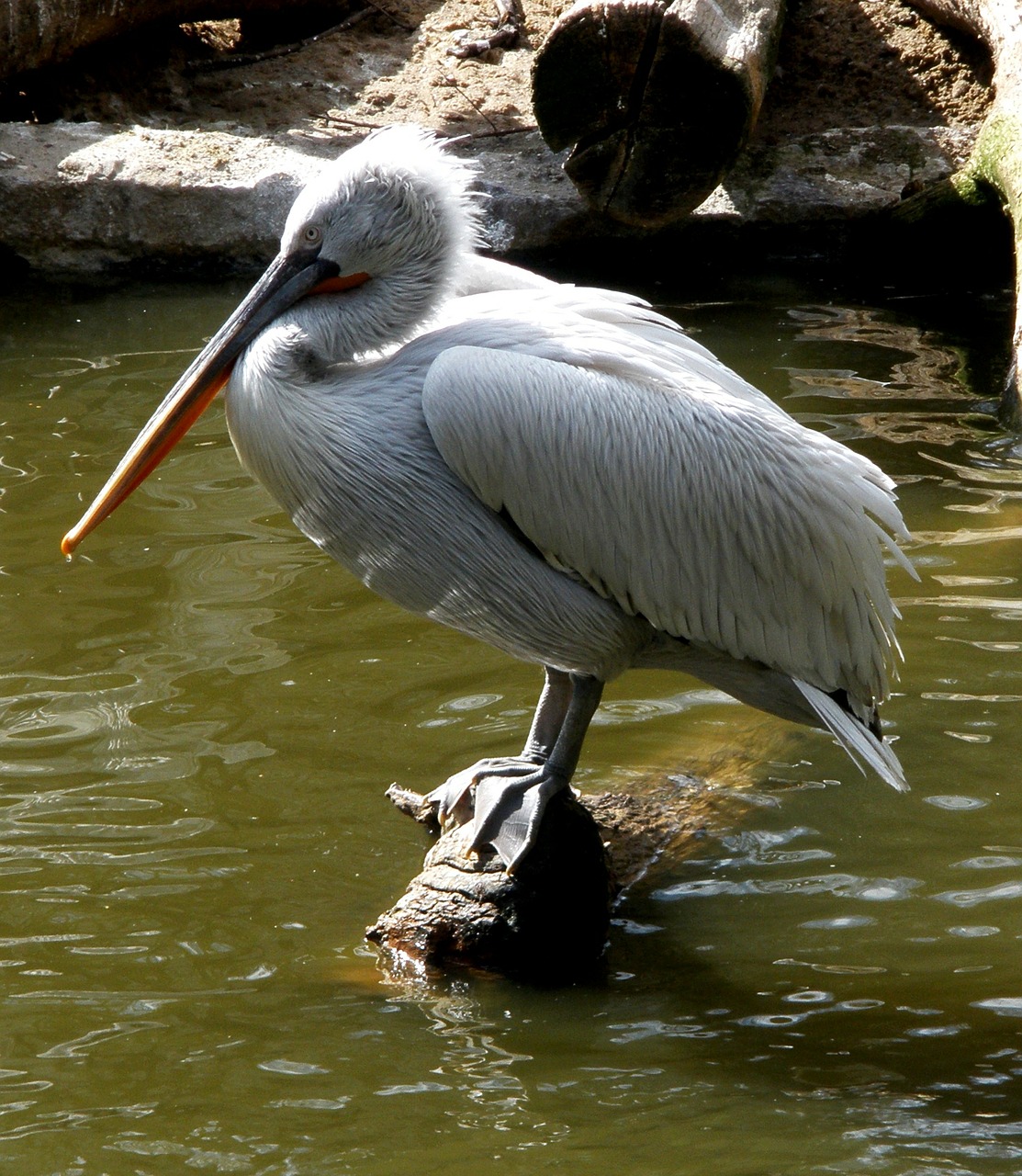 Pelikanai, Pelecanidae, Vandens Paukštis, Sąskaitą, Plumėjimas, Vanduo, Šerkšno Plunksnos, Pavasario Suknelė, Paukštis, Gyvūnas