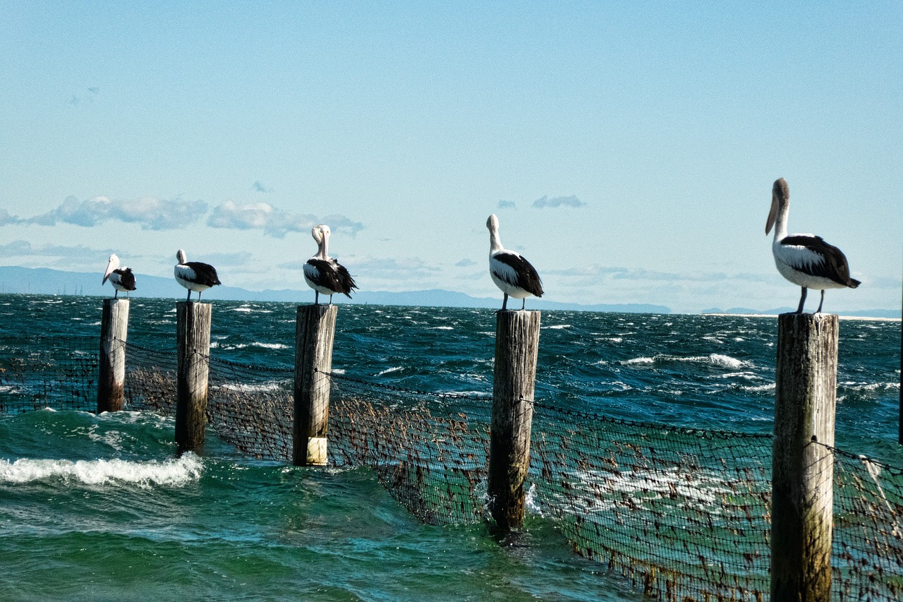 Pelikanai,  Postai,  Jūra,  Naršyti,  Gamta,  Grotelės,  Pelikano Profilis,  Stradmore Sala,  Australia,  Laukinė Gamta